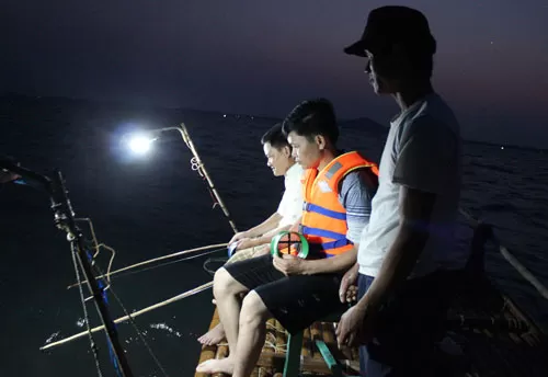Câu mực đêm Câu mực đêm