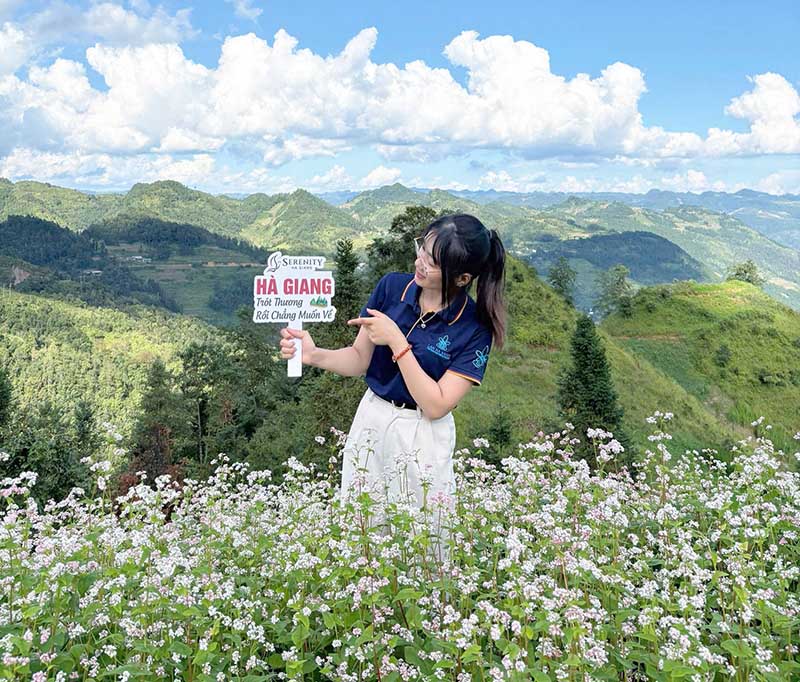 Hoa Tam Giác Mạch Hà Giang Hoa Tam Giác Mạch Hà Giang