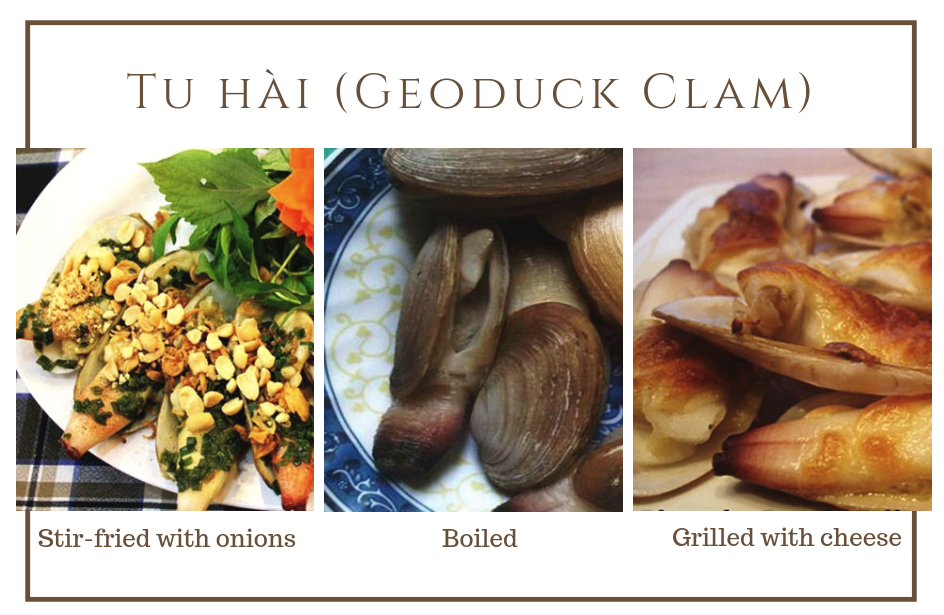 Geoduck Clam