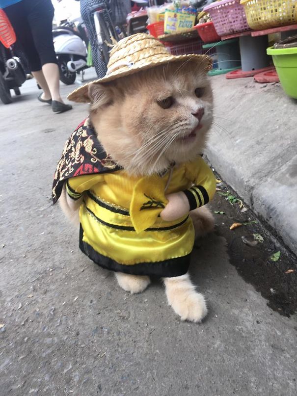 Chú mèo 'hoàng thượng' ở Hải Phòng lên trang tin nước ngoài